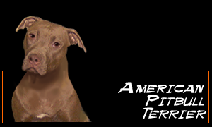 American Pitbull Terrier Pedigree Database