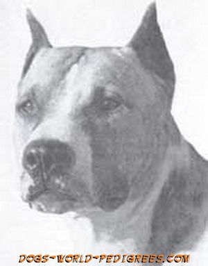 picture of dog