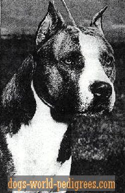 picture of dog