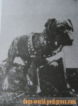 picture of dog