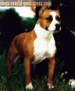 picture of dog