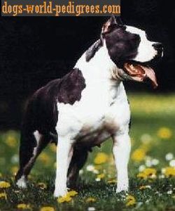 picture of dog